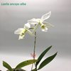 Laelia anceps alba 